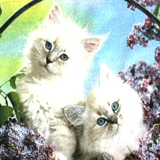 Котята в сирени