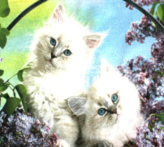 Котята в сирени