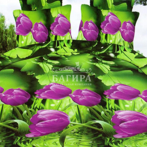 Сиреневый тюльпан