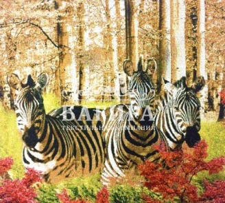 Зебры